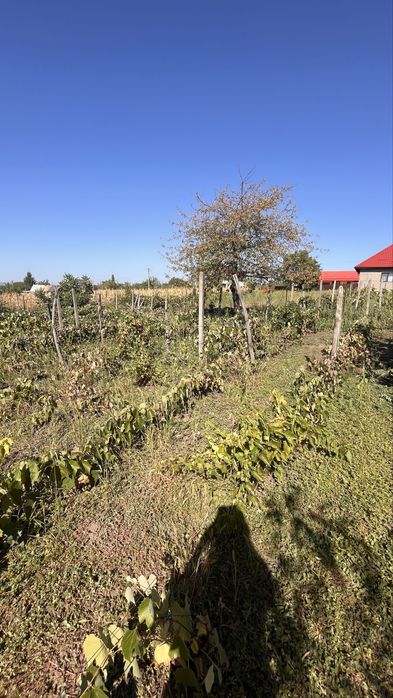 Gradina cu vie 11190mp, Belcesti - Satu nou, jud.Iasi