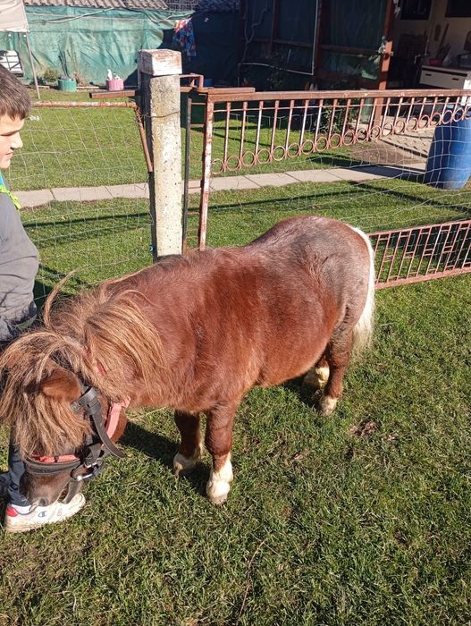 Vând ponei  armăsar