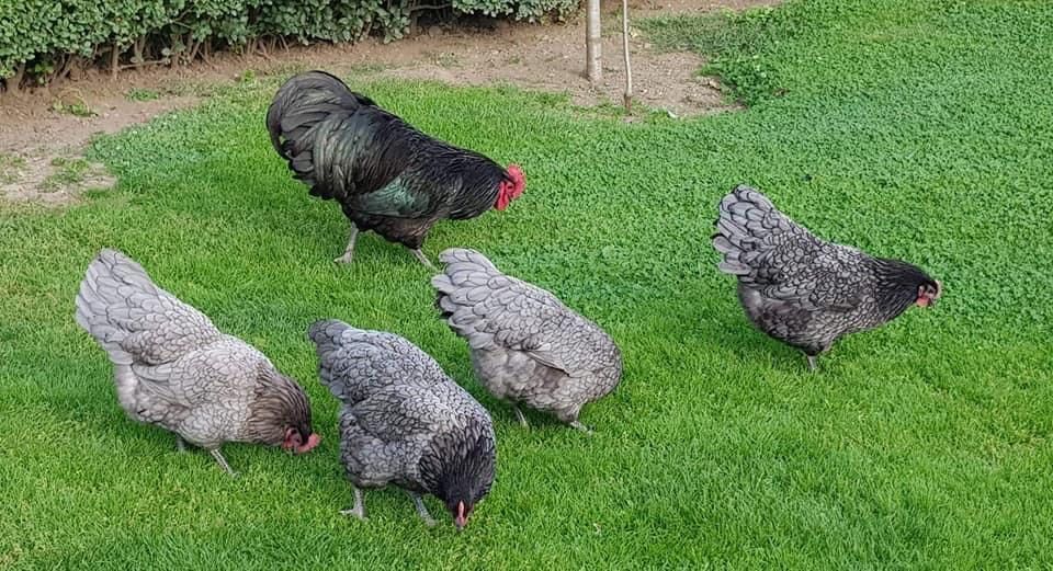 Oua Australorp Albastru