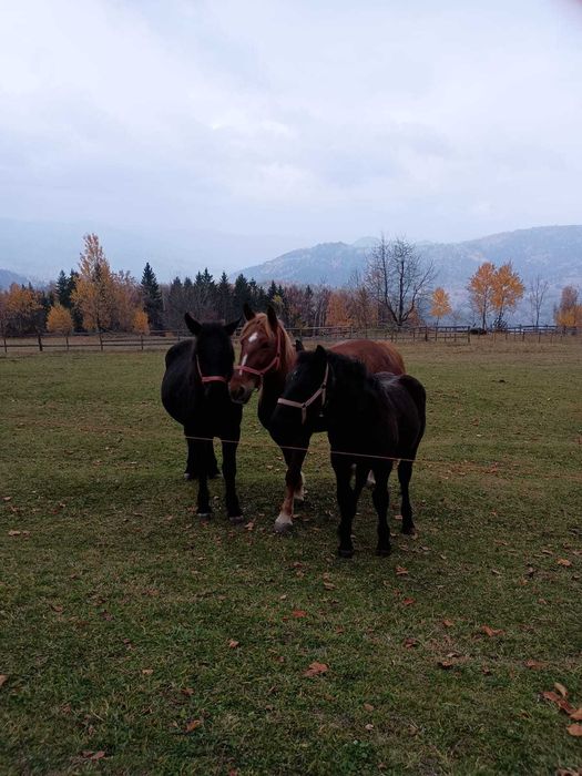 Vând iapă garantată