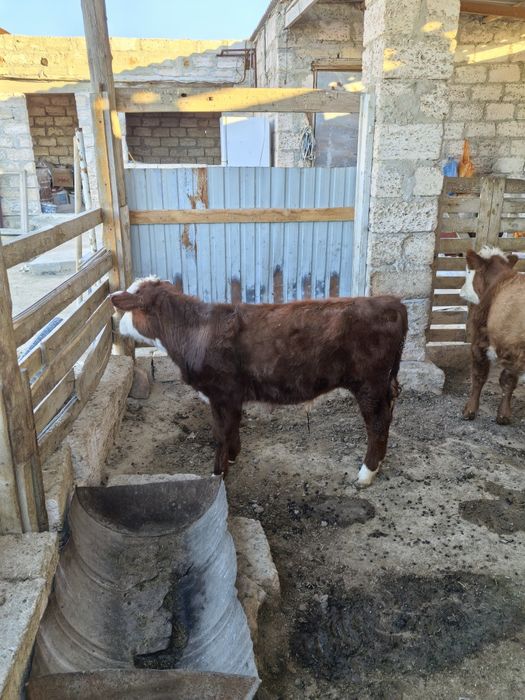 Баспак кашар сиыр