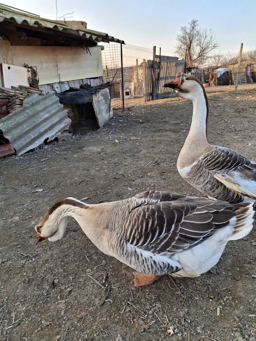 Pasari de curte ( rate, cocosi de munte , cocosi brahma )