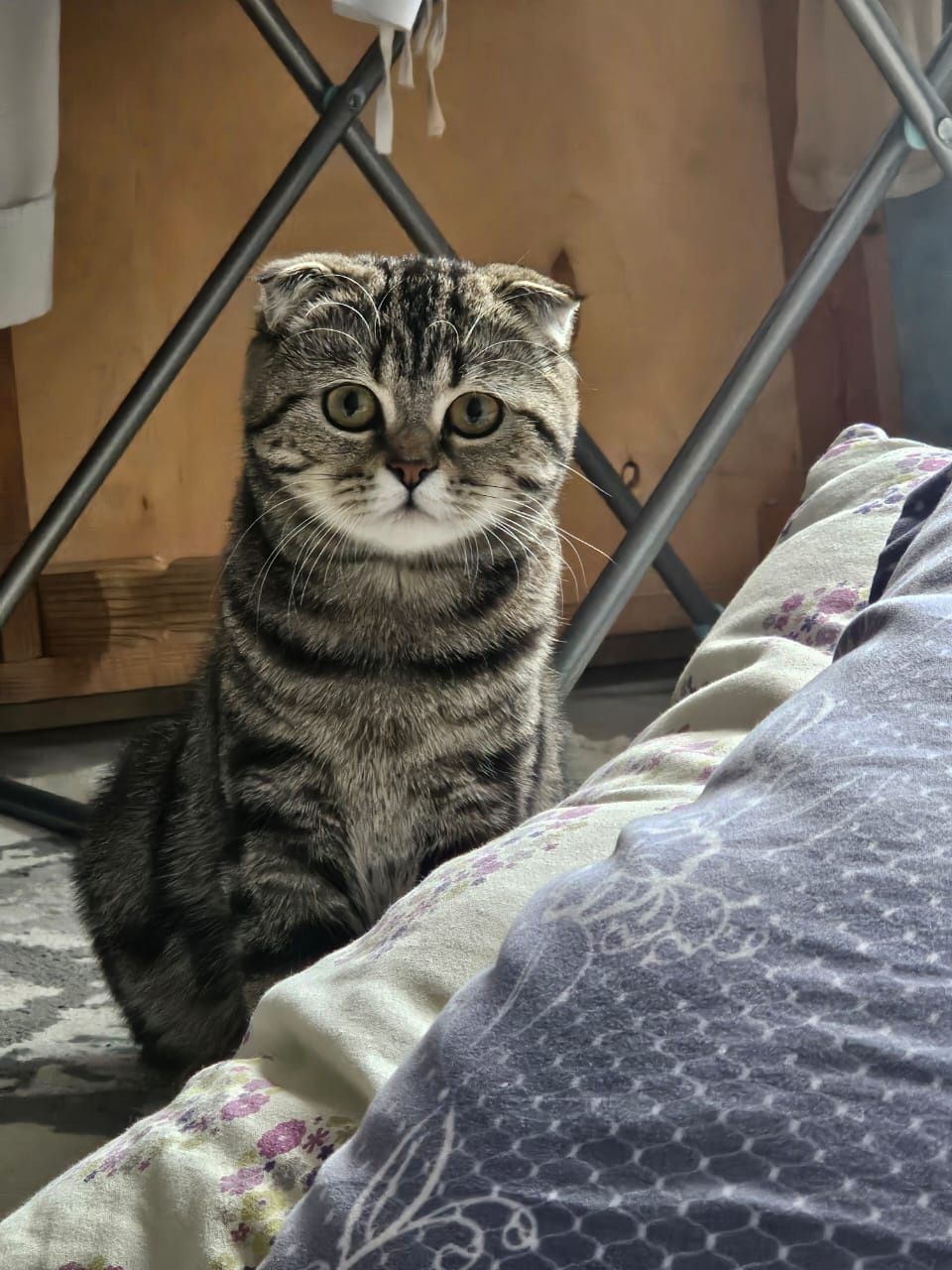 Продам породистую кошку