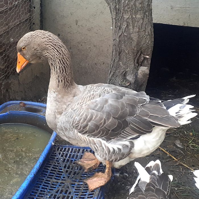 Gascan Toulouse rasa pura- de expoziție.Schimb cu puicute Australorp