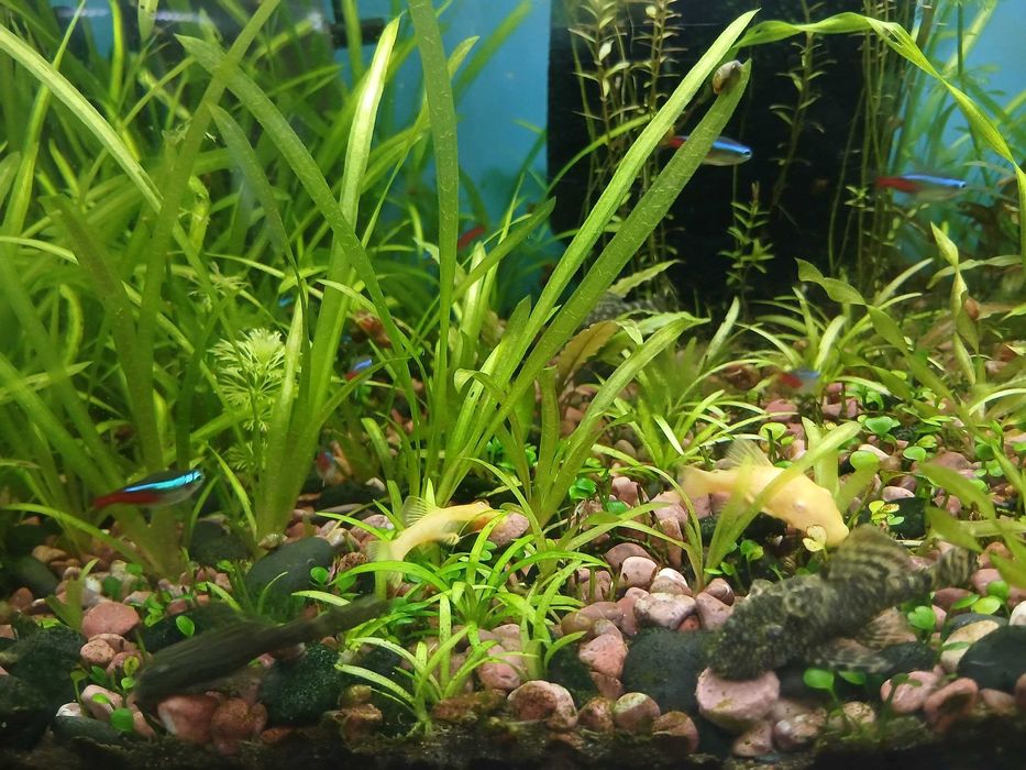 Обмен  срочно на попугая