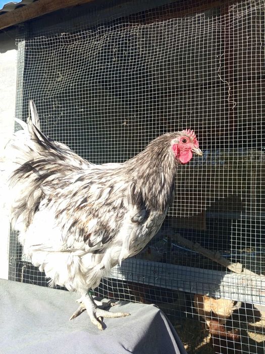 Cocosi orpington  și cocos matase japoneza