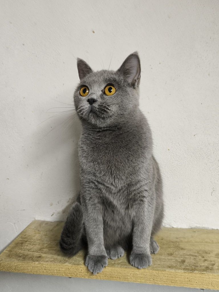 Vand fetita British shorthair golden chinchilla ny25