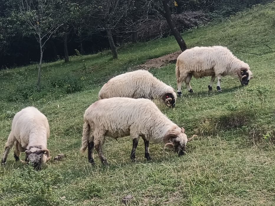 Vând berbeci bucălai de origine 2.Si 2 brezi,dau factura!