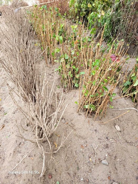 Castani en gros, Aluni Valcea 22 arbusti fructiferi livrare RO