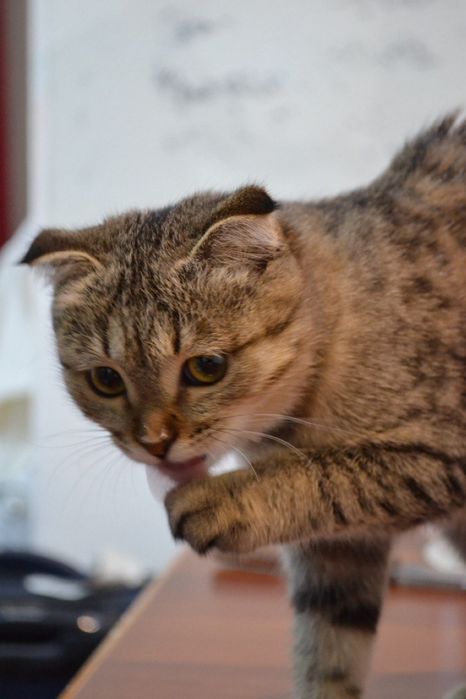 Вислоухая кошка возраст 4-5 месяц + -