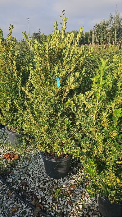 Cupressocyparis leylandii ideal pentru un gard viu