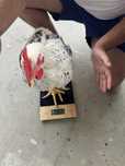 Puicute si cocosi peste 2,5 kg MONACO
