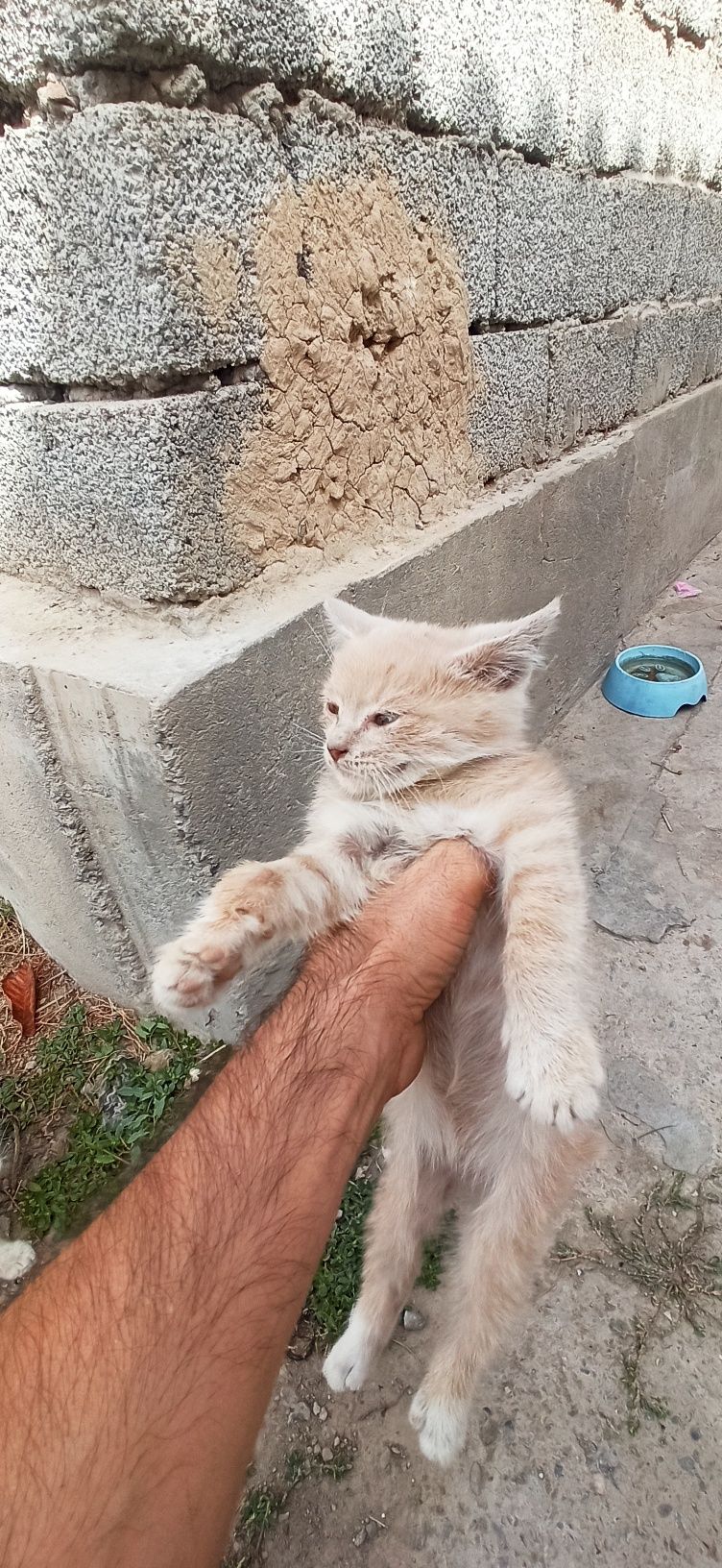 Yaxwi qaridigan odamga hadiyaga beramiz. 5 ta muwuk bolasi bor