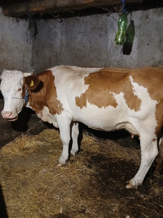 Vând vaci baltate românești cu acte
