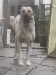Femela kangal de rasa