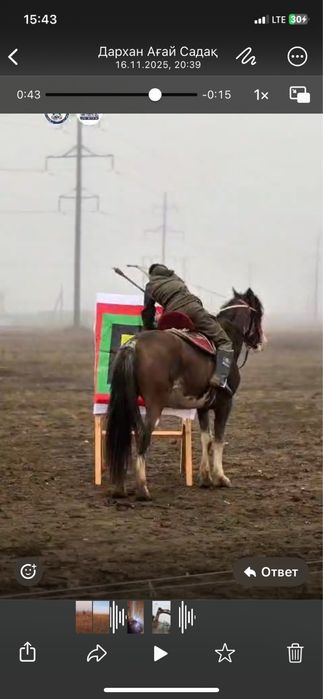 Срочно айғыр сатылады үйір ұстаған айғыр