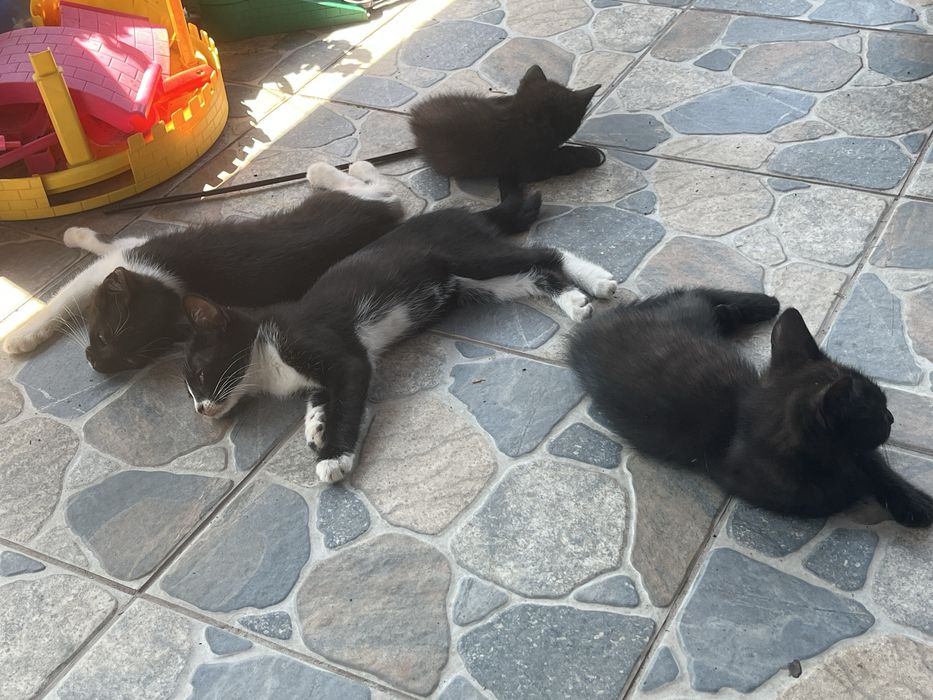 Donez pui de pisica