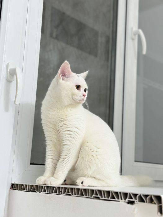 Продаётся кот. Возраст 7 месяцев.