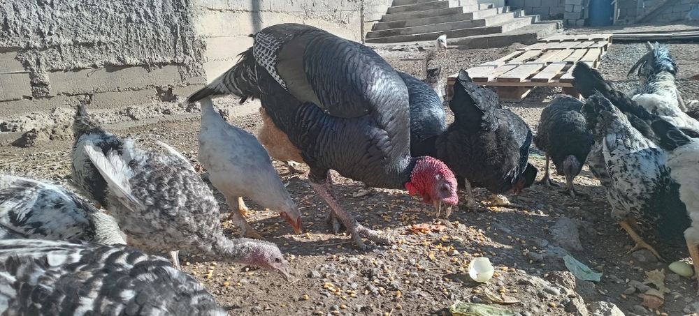 Индюки продаются