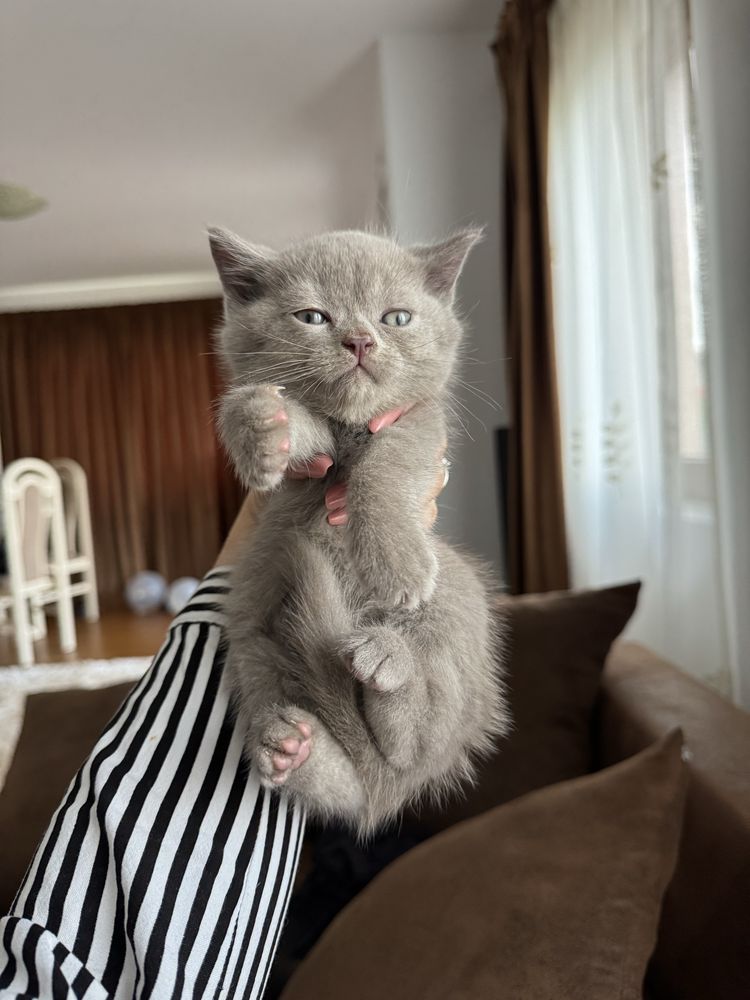 Scottish Fold si British Shorthair