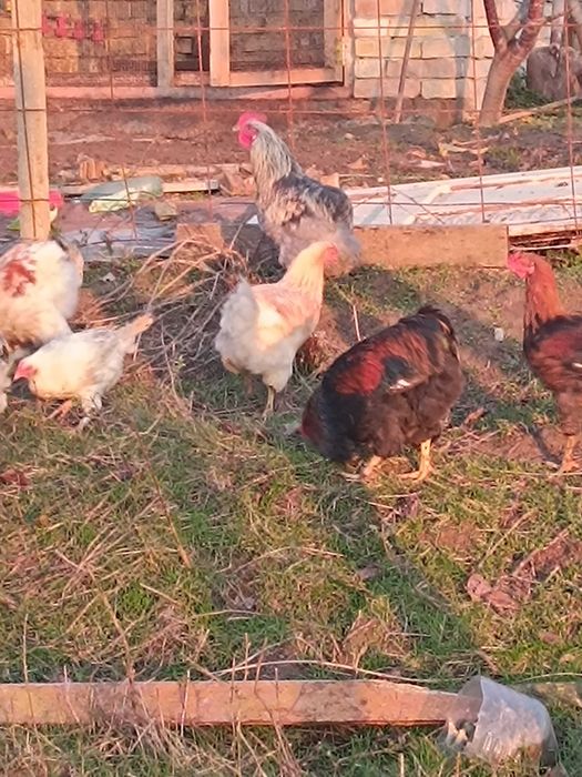 Млади петли на по 5 м