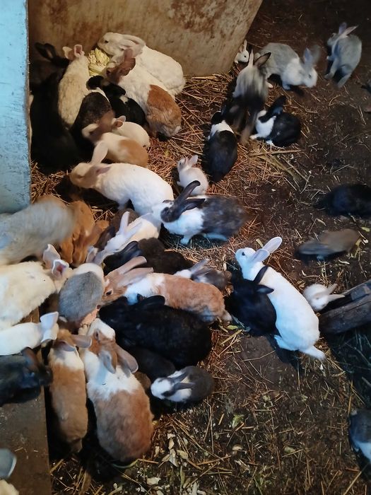 Vand iepurasi de casa