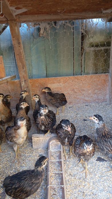 Vând pui Araucana potarnichiu sălbatic