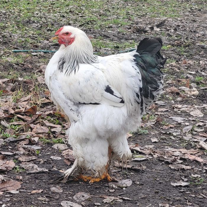 Cocoși Brahma herminat deschis