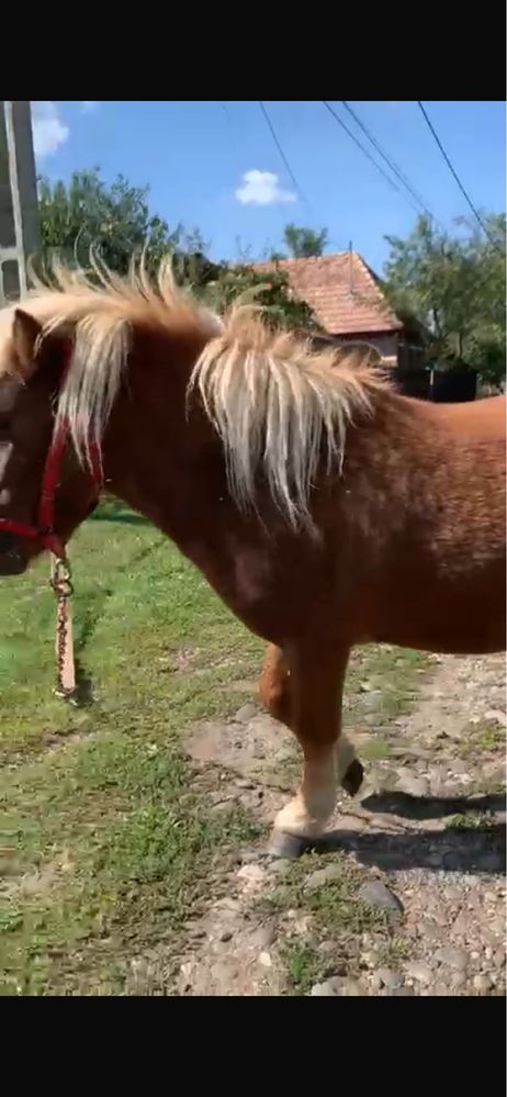 Ponei armasar talie mică