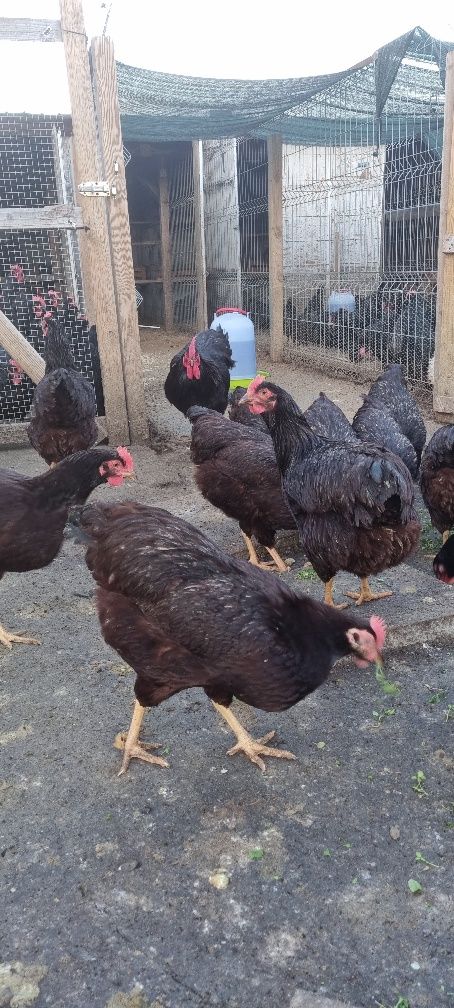 Pui de rasa Rhode island,australorp,marans,wyandotte