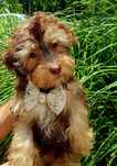 Bichon havanese cu pedigree canisa autorizata FCI si ACHR