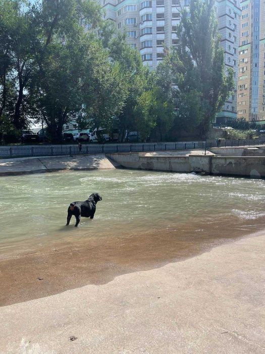 Ротвейлер на вязку