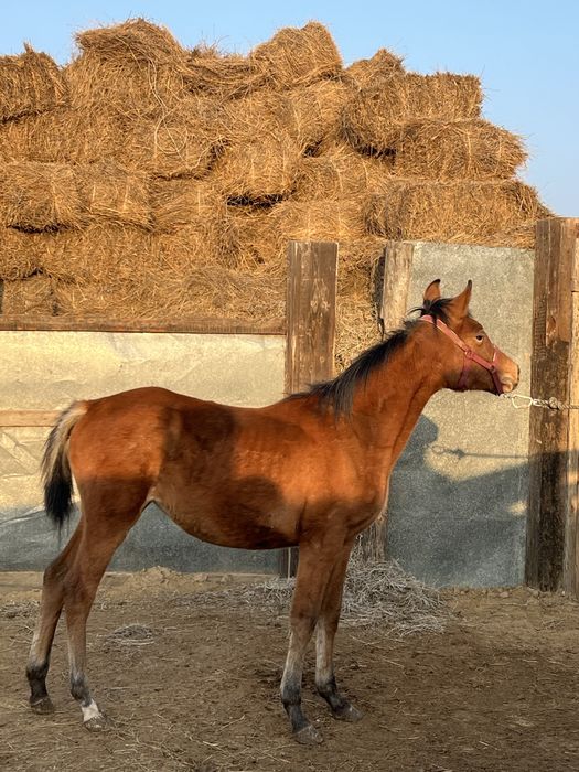 Таза қанды жабағы сатылады