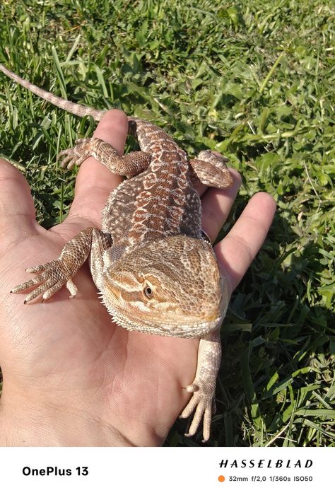 Vând agama cu barbă