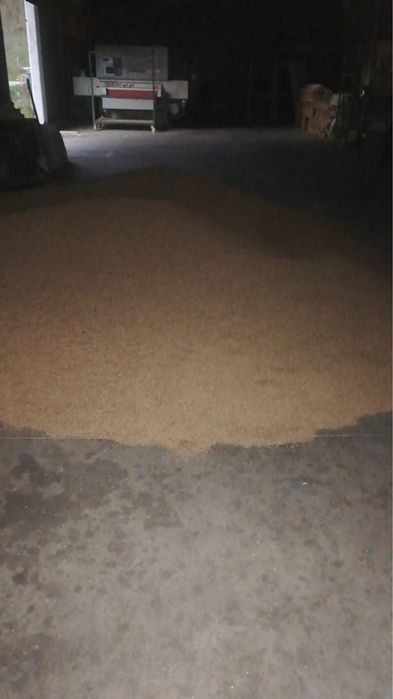 Vând porumb grau și baloti de păioase