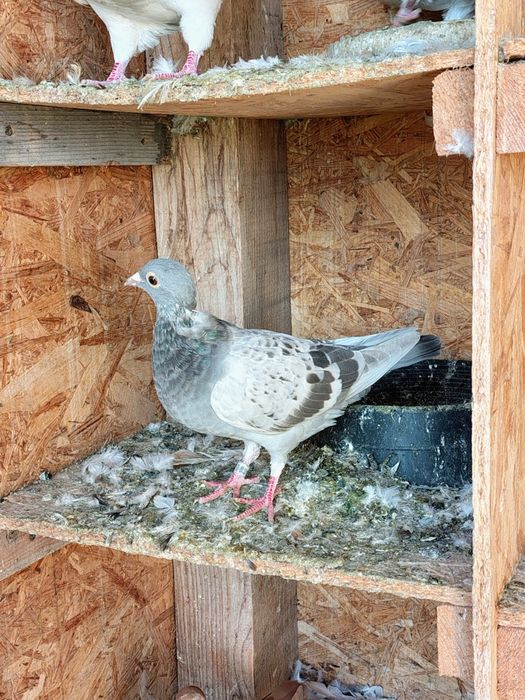 Porumbei voiajori...