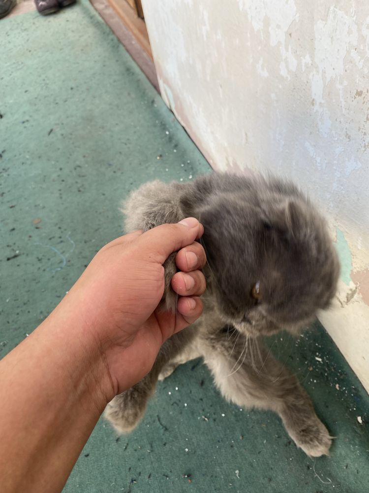 Mushuk scottish fold arzon