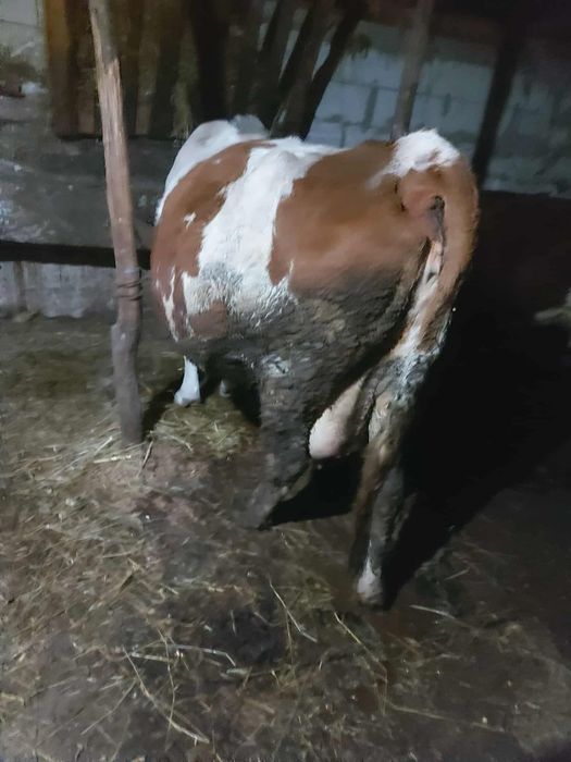 Vând vacă gestantă