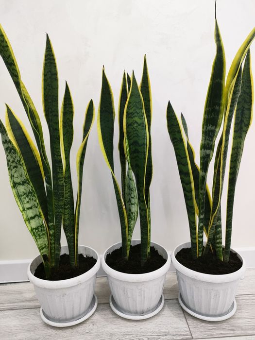 Домашние растения. Доставка есть