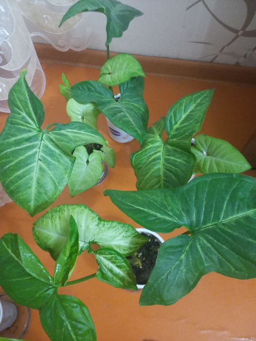 Продам цветы комнатные