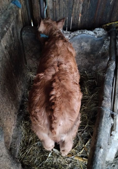 Vacă Bălțată Bomânească+viței Angus