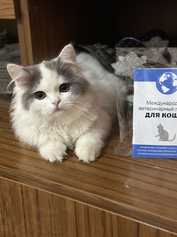 Парода- Британская персит чисто кровный