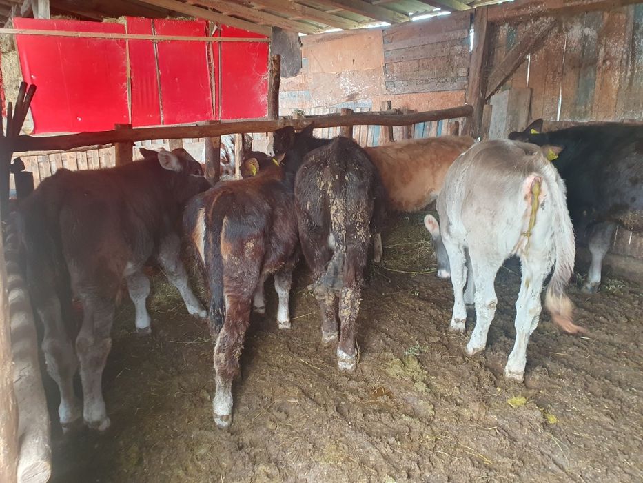 Vand 4 vitele si 2 taurasi