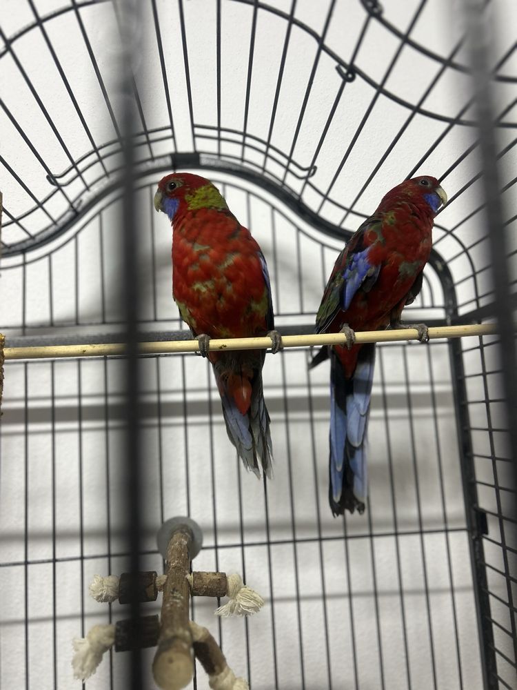 Papagali Rosella