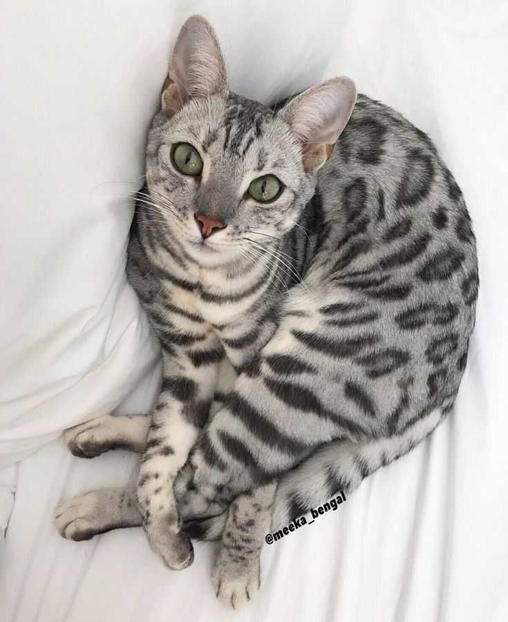 кошка бенгальксая