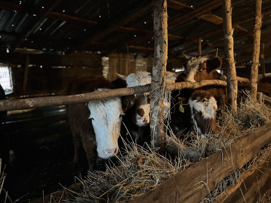 Продается 5 голов КРС