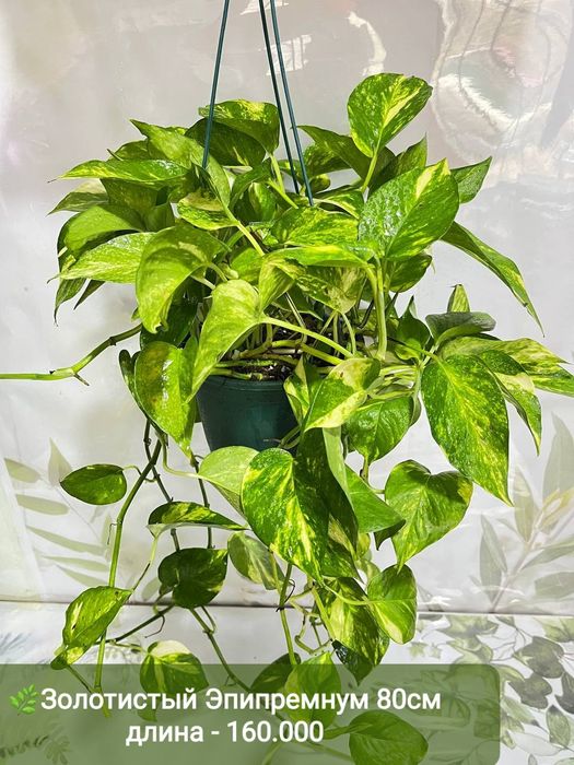 Эпипремнум золотистый и н джой