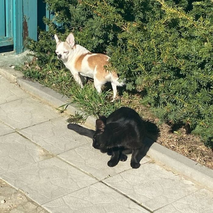 Выгул питомцев собак/кошек и т.д