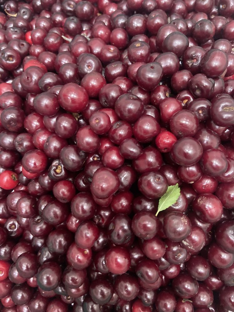 Продам вишню спелые, очень вкусные