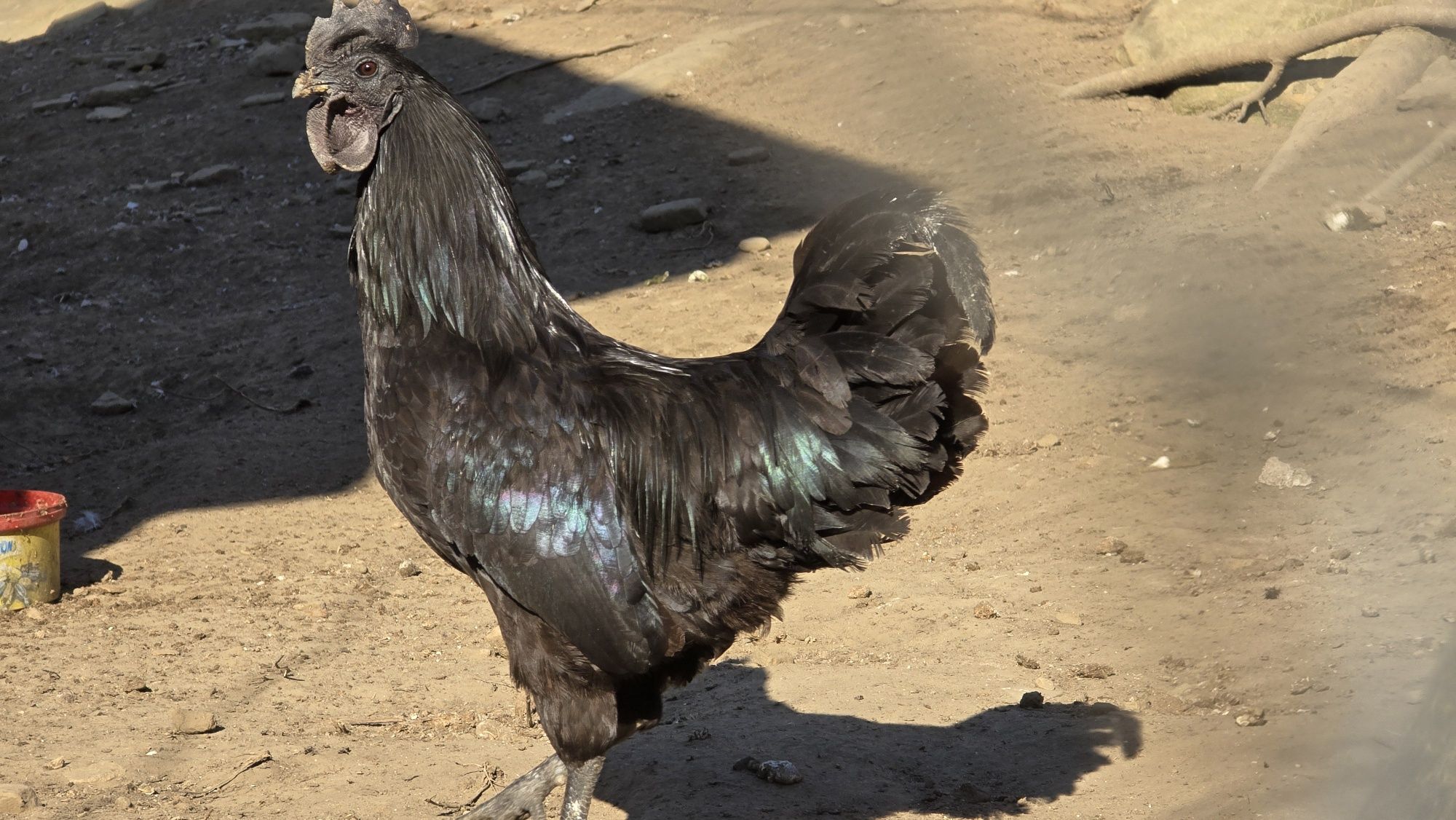 Ayam Cemani oua pentru incubat